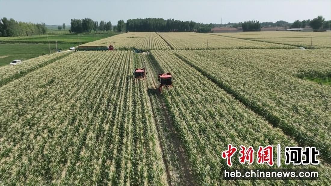 沧州招聘人才市场沧州招聘人才市场，人才汇聚与职业发展的舞台